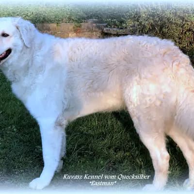 I2-Wurf – 库瓦兹犬 Wurf, Rheinland-Pfalz, 由...饲养 Kuvasz Zucht "Vom Quecksilber"