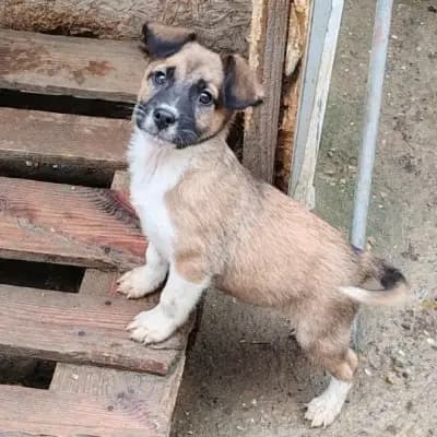 ZOLLY – Mischling, Im Tierheim Animal Souls e.V.