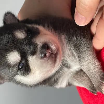 Bella – Alaskan Klee Kai Welpe, Baden-Württemberg, 由...饲养 Alaskan Klee Kai at Aurora