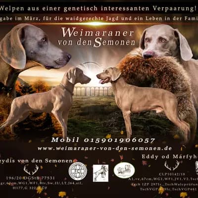 Unbenannt – Weimaraner Welpe, Brandenburg, 由...饲养 Weimaraner von den Semonen