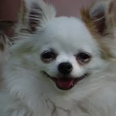Bianca