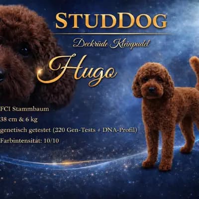 Deckrüde Kleinpudel dark-red, Intensität:10/10 (embark), steht zur Verfügung, mit Papieren – Großpudel (Königspudel) Welpe, Nordrhein-Westfalen, 由...饲养 Stouky´s Tibet Terrier