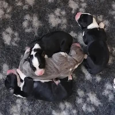 Merle – Bearded Collie Welpe, Sachsen, 由...饲养 Heart Diamond Bearded Collies