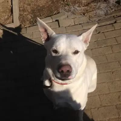 Finn