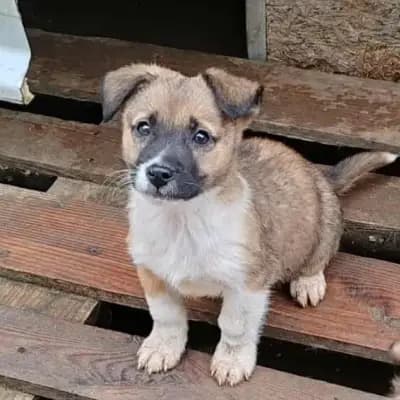 ZAKY – Mischling, Im Tierheim Animal Souls e.V.