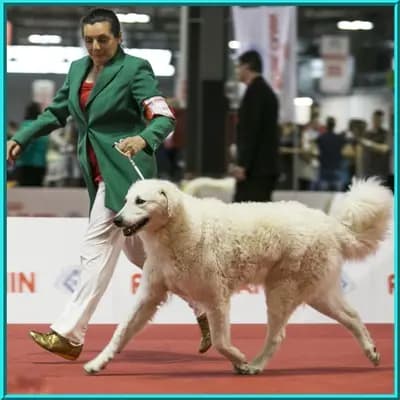 Wurf aus Ambar & Arad – 库瓦兹犬 Wurf, Rheinland-Pfalz, 由...饲养 Kuvasz Zucht "Vom Quecksilber"