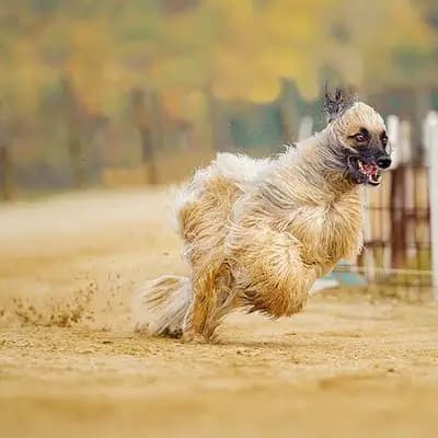 Afghanischer Windhund – Hunderasse