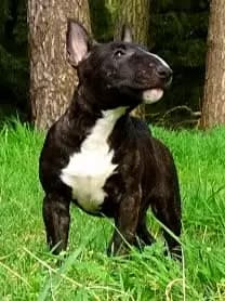 Erik – Miniature Bullterrier Welpe, Niedersachsen, 由...饲养 Kawaakari