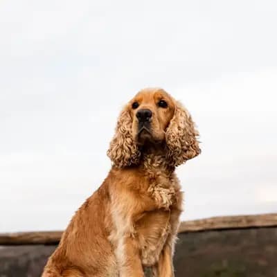 English Cocker Spaniel – Hunderasse