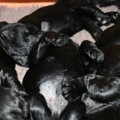 Welpe 2 (Hündin) – Riesenschnauzer Welpe, Mecklenburg-Vorpommern, 由...饲养 Riesenschnauzer vom Stall Puskeiler