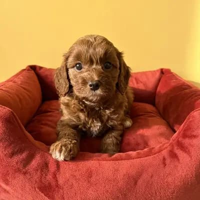 Die bildhübsche Maltipoo Hündin Hilde sucht noch ihre Traumfamilie – Maltipoo Welpe, Thüringen, 由...饲养 1. Maltipoo Zucht in Thüringen