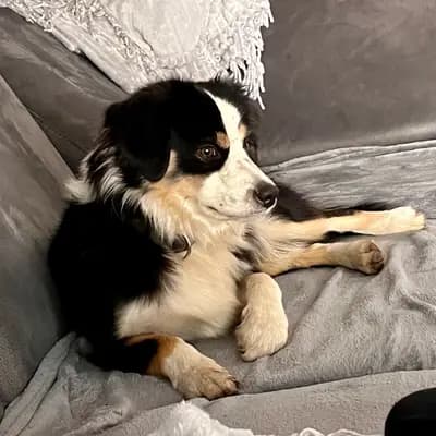 Nala
