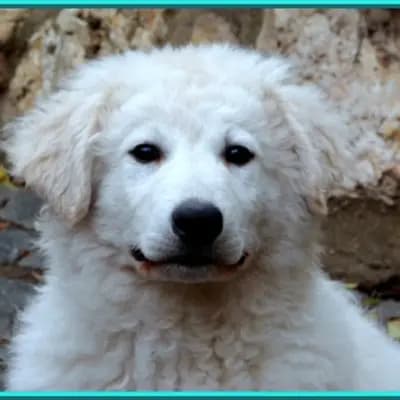 Wurf aus Ambar & Arad – 库瓦兹犬 Wurf, Rheinland-Pfalz, 由...饲养 Kuvasz Zucht "Vom Quecksilber"