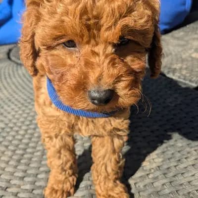 YouTube, TikTok, lernt rund um Pudel, Welpen, Geburt, Erziehung, Hundegruppe – Pudel (Toy) Welpe, Schleswig-Holstein, 由...饲养 Silke's Lebensträumchen