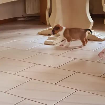 Acina – Miniature Bullterrier Welpe, Baden-Württemberg, 由...饲养 Von den Walliser's