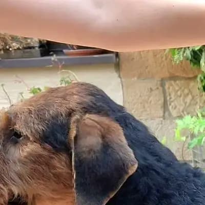 Fiete – Airedale Terrier Welpe, Sachsen, Yetiştirildi Zwinger vom Elbsandstein