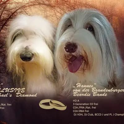 Ludwig – Bearded Collie Welpe, Sachsen, 由...饲养 Heart Diamond Bearded Collies