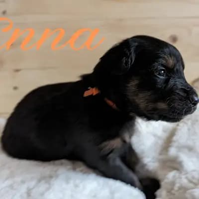 Enna – Wäller Welpe, Niedersachsen, 由...饲养 Wäller aus der Obergrafschaft