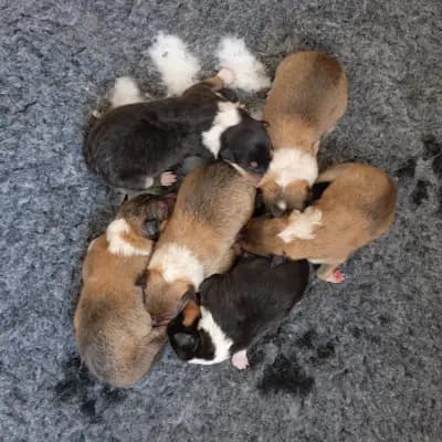Imani – Collie (Kurzhaar) Welpe, Baden-Württemberg, 由...饲养 Collies von der Brettachwiese