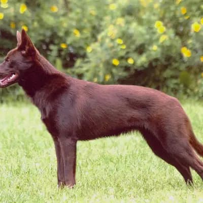 Working Kelpie – Hunderasse