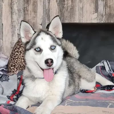 Fiona