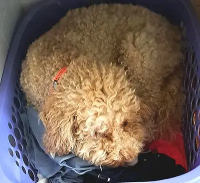 J-Wurf – Australian Labradoodle Wurf, Saarland, Raised by Sunshine-Doodle