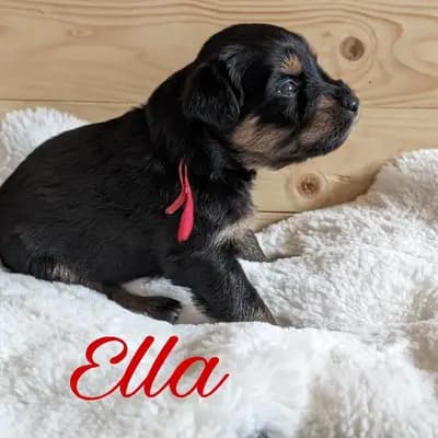 Ella – Wäller Welpe, Niedersachsen, 由...饲养 Wäller aus der Obergrafschaft