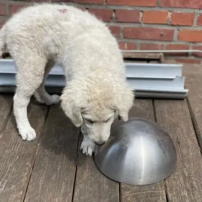 Xaver – Kuvasz Welpe, Nordrhein-Westfalen, 由...饲养 Kuvasz "von den großen Strolchen"