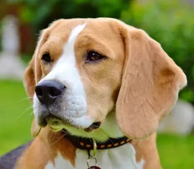 JA-Wurf – 小猎犬 Wurf, Bayern, 由...饲养 Master of Dumphill Beagle Kennel