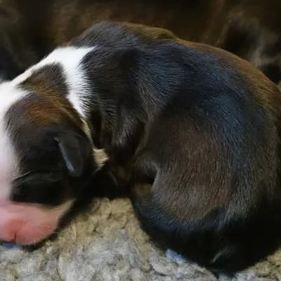 Klara – Tibet Terrier Welpe, Niedersachsen, 由...饲养 von Rmi.lam Khyi