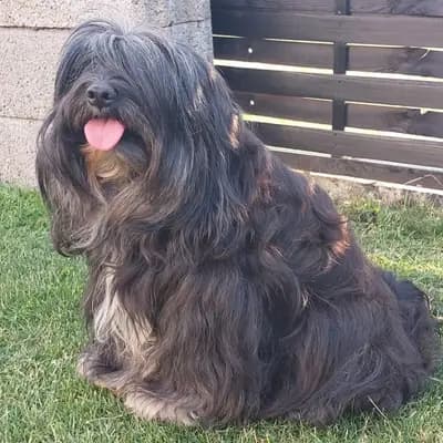 R-Wurf – 西藏梗 Wurf, Rheinland-Pfalz, 由...饲养 KIRSEI - KRA Tibet Terrier