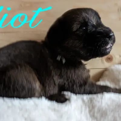 Elliot vom Wäller aus der Obergrafschaft – Wäller Welpe, Niedersachsen, 由...饲养 Wäller aus der Obergrafschaft