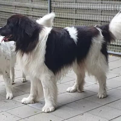 Eloy – Landseer Welpe, Baden-Württemberg, 由...饲养 Landseer vom Sieben-Erlen-See