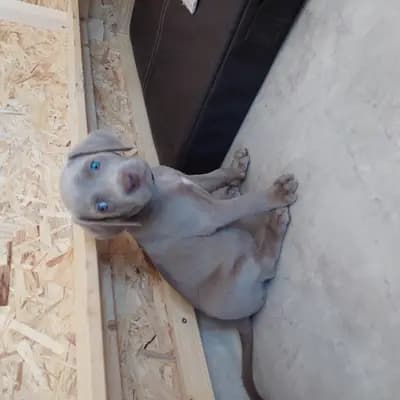!VERKAUFT! Marvel (Wunder) – Weimaraner (kurzhaar) Welpe, Niederösterreich, 由...饲养 Weimaraner aus der Holzgasse