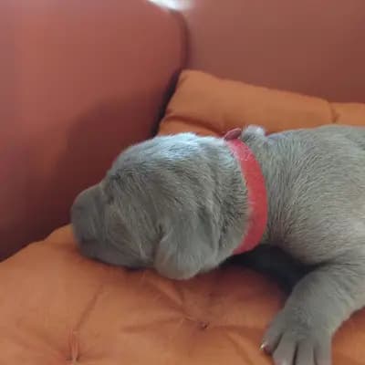 ! VERKAUFT! MUNDUS (die Welt) – Weimaraner (kurzhaar) Welpe, Niederösterreich, 由...饲养 Weimaraner aus der Holzgasse