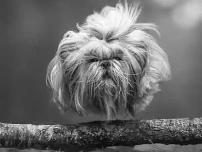 L 3 R – Shih Tzu Welpe, Nordrhein-Westfalen, 由...饲养 Shih Tzu von Xi-Shi quan