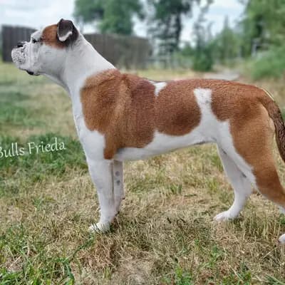 Frieda