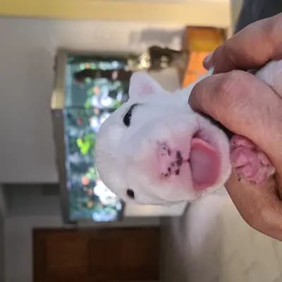 Aria – Miniature Bullterrier Welpe, Baden-Württemberg, 由...饲养 Von den Walliser's