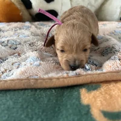 Unsere Maltipoo sind vergeben seit 28 Jahren Zuchterfahrung – Maltipoo Welpe, Thüringen, 由...饲养 1. Maltipoo Zucht in Thüringen