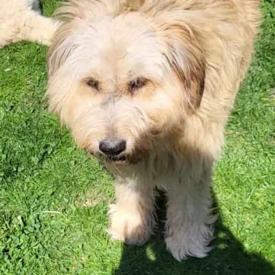 Sandra – Mischling, Im Tierheim Animal Souls e.V.