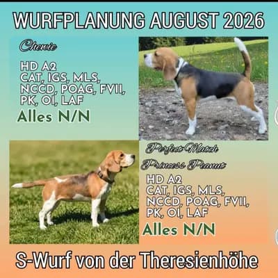 Wurfankündigung BEAGLE – Beagle Welpe, Bayern, 由...饲养 Beagle von der Theresienhöhe