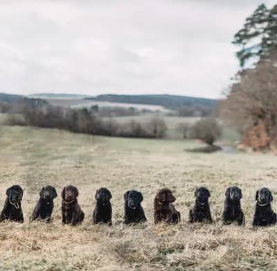 Schwarze Hündin – Flat Coated Retriever Welpe, Bayern, 由...饲养 Flat Coated Retriever vom Storchennest