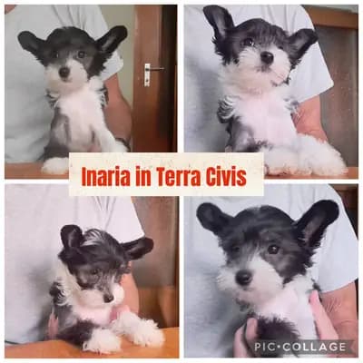 Inaria – Chinese Crested Dog Welpe, Bayern, Aufgezogen von Terra Civis - Ich bin nichts für schwache Nerven