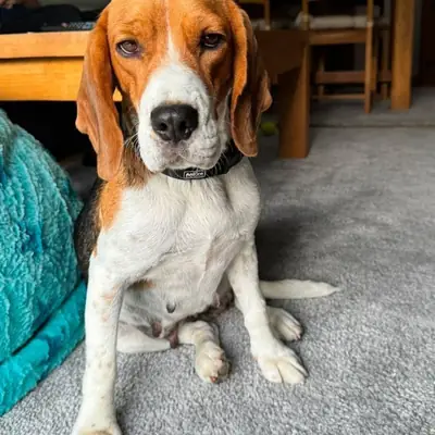 EVA – Beagle, Im Tierheim Animal Souls e.V.