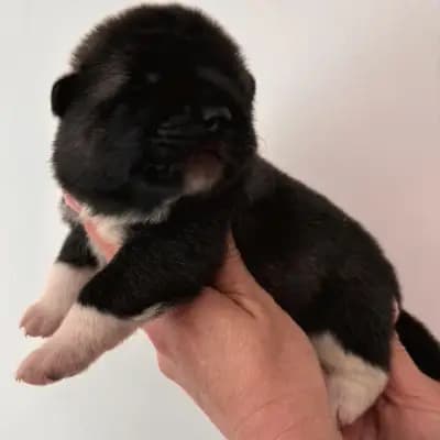 Brienne – Amerikanischer Akita Welpe, Baden-Württemberg, 由...饲养 On the highest