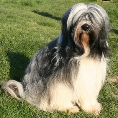R-Wurf – 西藏梗 Wurf, Rheinland-Pfalz, 由...饲养 KIRSEI - KRA Tibet Terrier