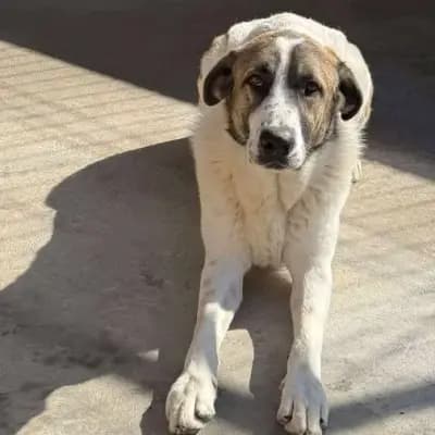TANO – Ciobanesc Romanesc Carpatin, Baden-Württemberg, Im Tierheim Animal Souls e.V.