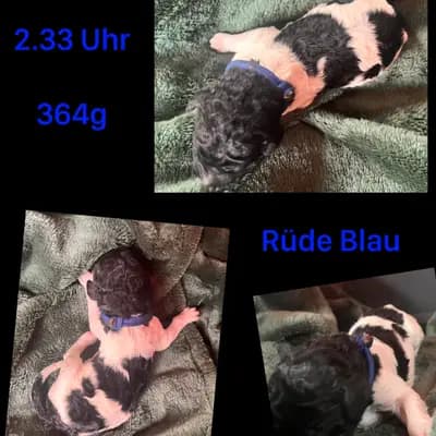 Blau – Großpudel (Königspudel) Welpe, Mecklenburg-Vorpommern, 由...饲养 Airedaleterrierof Ravenclaw