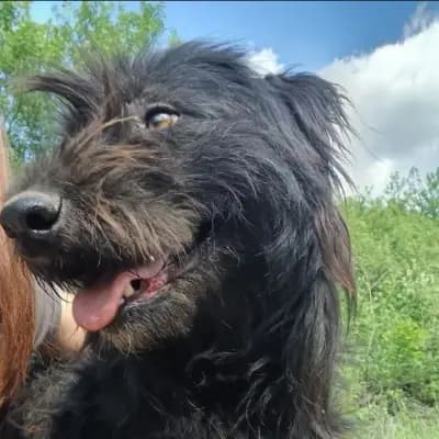 Abby – Mischling, Im Tierheim Animal Souls e.V.