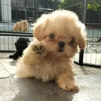 Unbenannt – Shih Tzu Welpe, Nordrhein-Westfalen, 由...饲养 Shih Tzu vom Sturks Hof